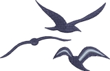 seagulls 