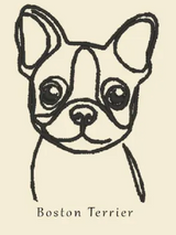 Boston Terrier 
