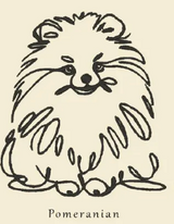 Pomeranian