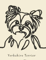 Yorkie
