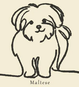 Maltese