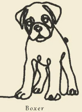 Boxer