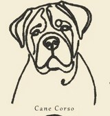 Cane Corso